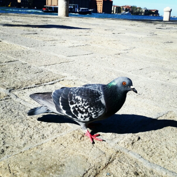 IMG_20150402_102240.jpg image