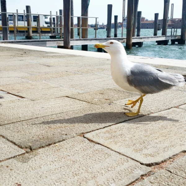 IMG_20150405_112533.jpg image