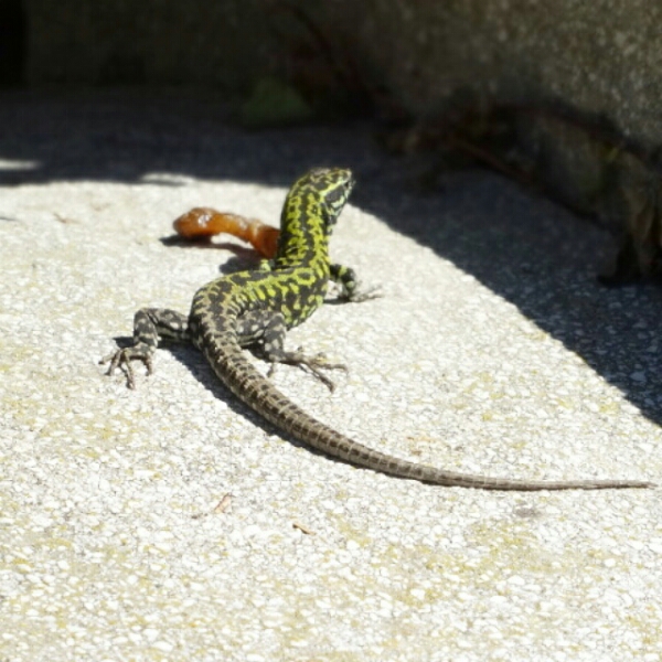 IMG_20150406_125637.jpg image